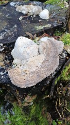 Trametes gibbosa