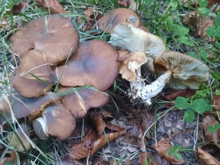 Lyophyllum decastes