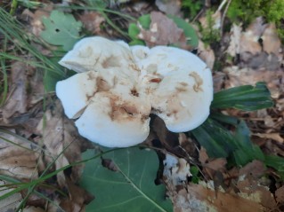 Lactifluus piperatus
