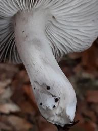 Tricholoma terreum