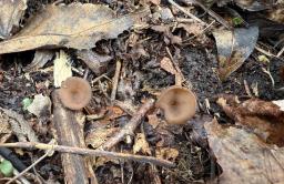 Stromatinia rapulum