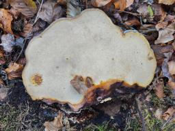 Ganoderma pfeifferi