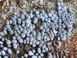 Badhamia panicea
