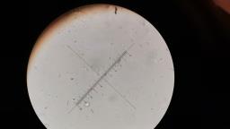 Ditangium cerasi