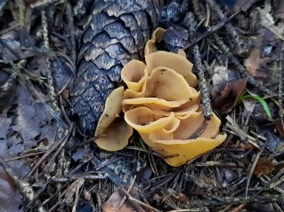 Otidea cochleata