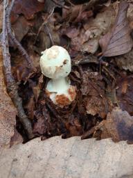 Amanita citrina
