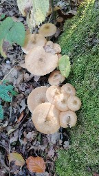Armillaria ostoyae