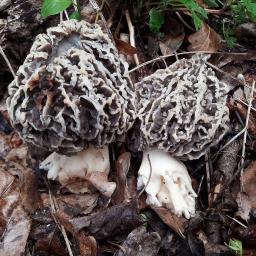 Morchella vulgaris