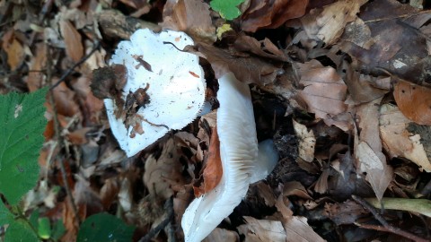 Tricholoma columbetta