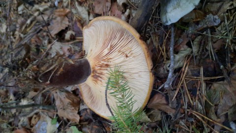 Tapinella atrotomentosa