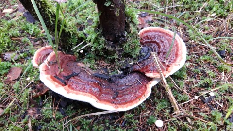 Heterobasidion abietinum