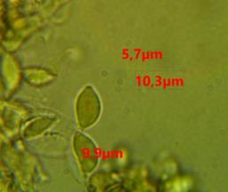 Tulasnella pallida