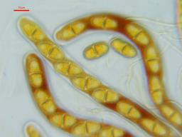 Acrocordia gemmata