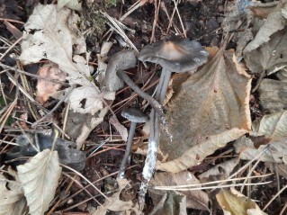 Tephrocybe rancida