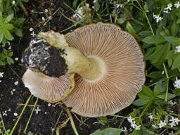 Entoloma clypeatum