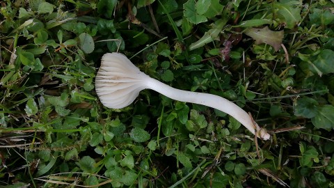 Cuphophyllus virgineus