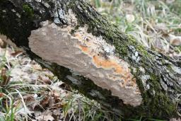 Pachykytospora tuberculosa