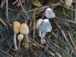 Coprinellus bisporus