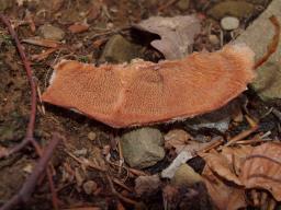 Phlebia tremellosa
