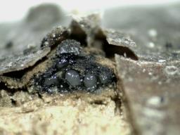 Hercospora tiliae