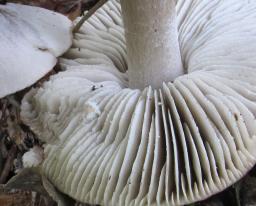 Tricholoma sciodes