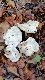 Tricholoma columbetta