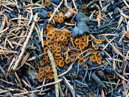 Tricharina gilva