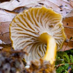 Craterellus tubaeformis