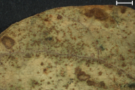 Uromyces appendiculatus