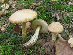 Leccinum scabrum