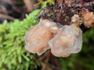 Naematelia encephala