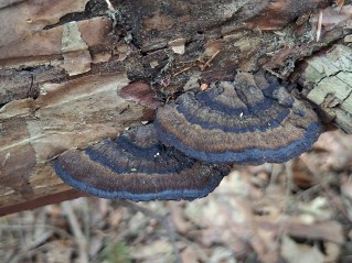 Ischnoderma benzoinum