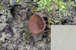 Dumontinia tuberosa