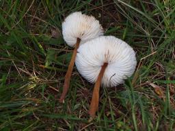 Oudemansiella melanotricha