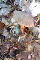 Xerocomellus chrysenteron