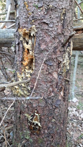 Mycoacia gilvescens