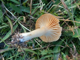 Cuphophyllus pratensis