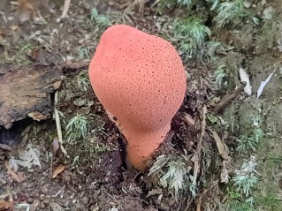Fistulina hepatica