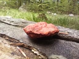 Pycnoporus cinnabarinus