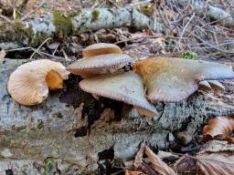 Sarcomyxa serotina