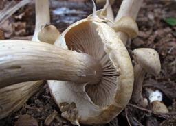Agrocybe praecox