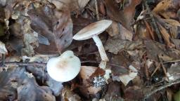 Agaricus dulcidulus