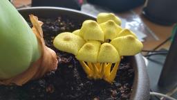 Leucocoprinus birnbaumii