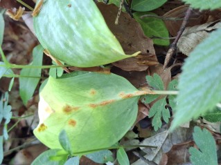 Uromyces erythronii