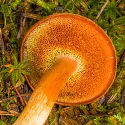 Chalciporus piperatus