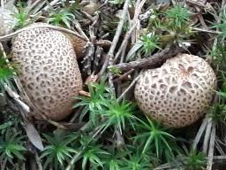 Scleroderma citrinum
