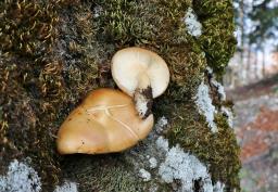 Hypsizygus ulmarius