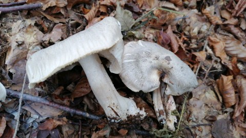Tricholoma orirubens