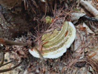 Trametes gibbosa