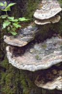 Vanderbylia fraxinea